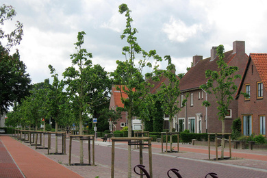 Boomkwekerij Ebben Gelderstraat 1