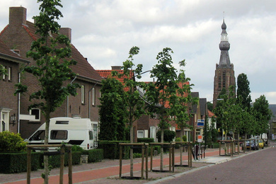 Boomkwekerij Ebben Gelderstraat 3