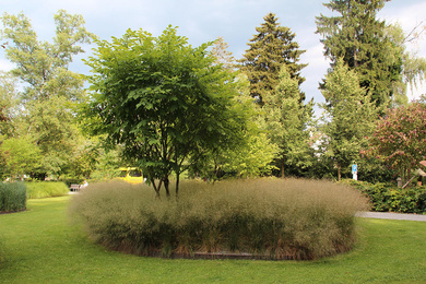 Boomkwekerij Ebben Tonhallengarten 4