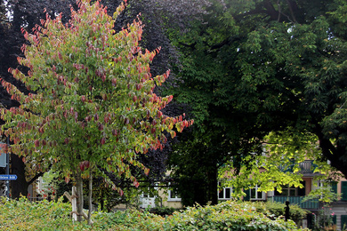 Boomkwekerij Ebben Tonhallengarten 9