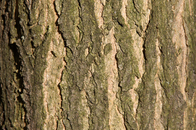 Boomkwekerij Ebben tree detail 2