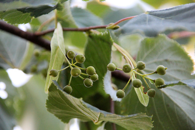 Boomkwekerij Ebben tree detail 3