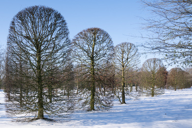 CABETULU-bij-500600-210211-7-winterbeeld