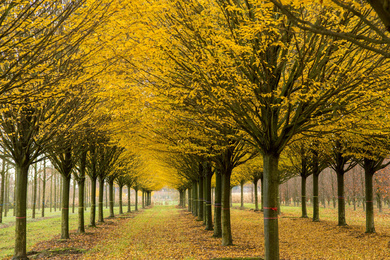 Carpinus betulus _Fastigiata_ high-stem-506070-18