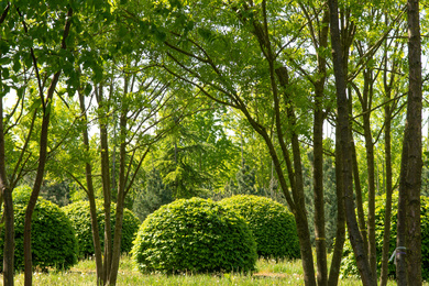 Carpinus betulus-bol-150175-11