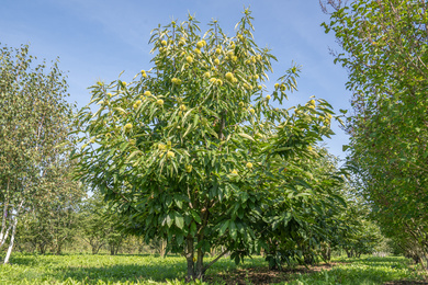 Castanea sativa 300-350 -220912-5-zomerbeeld