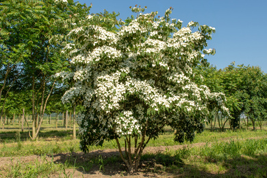 Cornus kousa 350-400-HM-180606-33-zomerbeeld