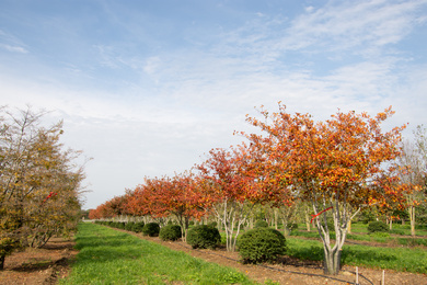 Crataegus x persimilis 300-350-HM-191014-3-herfstbeeld