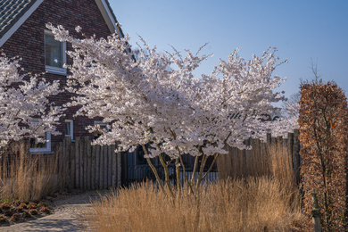 Cuijk-Privetuin-Prunus 'The Bride'-220325-4