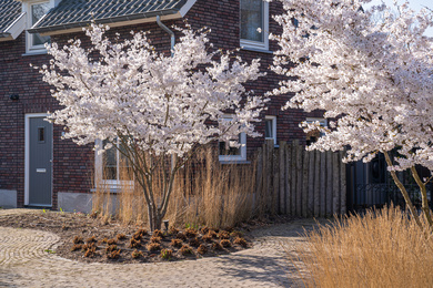 Cuijk-Privetuin-Prunus 'The Bride'-220325-6