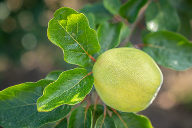 Cydonia oblonga 'Leskovacka'-vrucht-220912-6