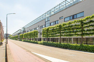 Dordrecht-Noordendijk leilindes-210607-20