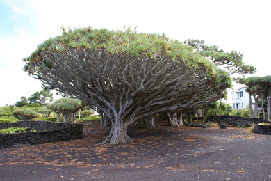 Dracaena draco 2