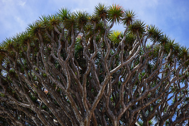 Dracaena draco 3