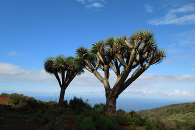 Dracaena draco 5