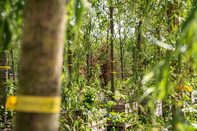Ebben-Amsterdam 750-opslag bomen-onderbeplanting-250502-4