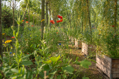 Ebben-Amsterdam 750-opslag bomen-onderbeplanting-250618-11