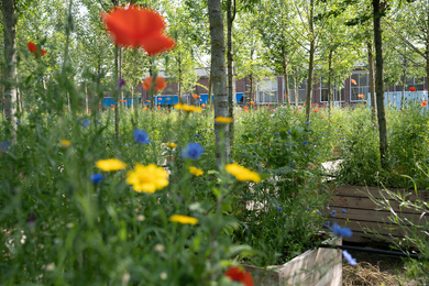 Ebben-Amsterdam 750-opslag bomen-onderbeplanting-250618-22