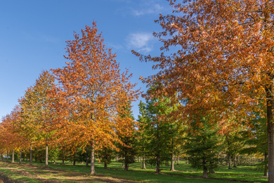 Ebben Trees -Quercus palustris 100-120-H-231103-7