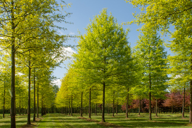 Ebben Trees -Quercus palustris 80-100-H-181204-91-lentebeeld