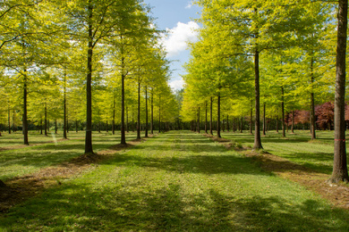 Ebben Trees -Quercus palustris 80-100-H-181204-92-lentebeeld