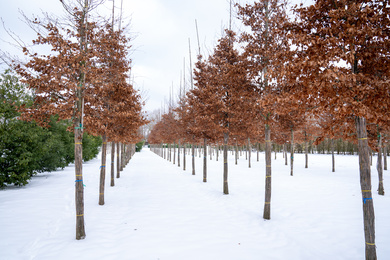 Fagus sylvatica 25-30-H-210210-1-winterbeeld