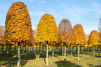 Fagus sylvatica 40-50-Hbij-171122-1-herfstbeeld