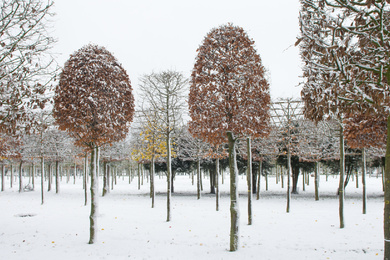 Fagus sylvatica 40-50-Hbij-171211-26-winterbeeld
