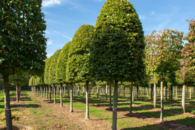 Fagus sylvatica 40-50-Hbij-181112-15-zomerbeeld