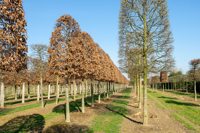 Fagus sylvatica 40-50-Hbij-190322-4-winterbeeld