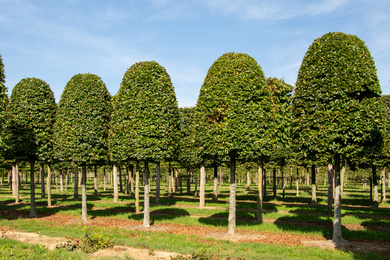 Fagus sylvatica 40-50-Hbij-190823-23-zomerbeeld