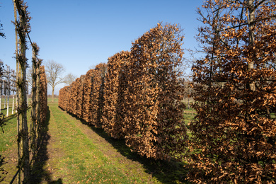 Fagus sylvatica 40-50-LLscherm-210301-1-winterbeeld