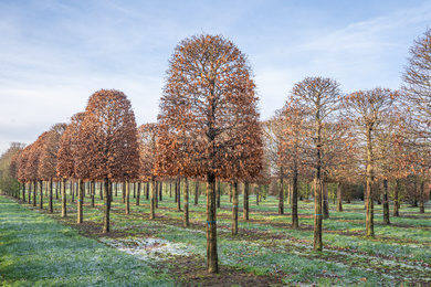 Fagus sylvatica 50-60-Hbij-230117-3