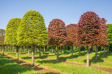 Fagus sylvatica 50-60-Hbij-240507-3