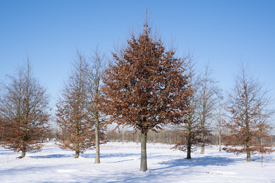 Fagus sylvatica 80-100-H-210211-1-winterbeeld