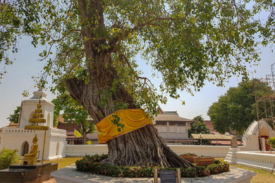 Ficus religiosa 1