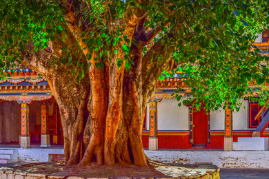 Ficus religiosa 2