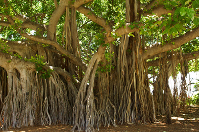 Ficus religiosa 3