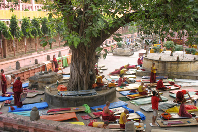 Ficus religiosa 7