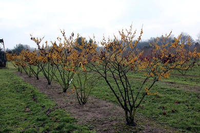 Hamamelis 'Brevipetala' 150-175-HM-150203-3-winterbeeld