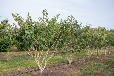 Hamamelis x intermedia 'Arnold Promise' 200-250-HM-231004-2