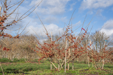 Hamamelis x intermedia 'Rubin' 150-175-HM-230111-2