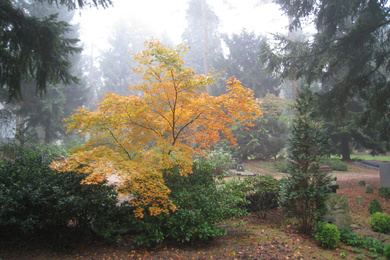 Japanse esdoorn herfst begraafplaats zeist