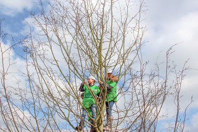 kinderen klimboom