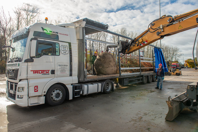 Kuil-bomen-laden-vrachtwagen-201102-29