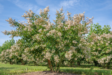 LANATCHE-HM-175200-210906-4-zomerbeeld