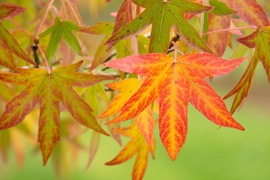 Liquidambar styraciflua 'Worplesdon'-herfstblad-191014-2