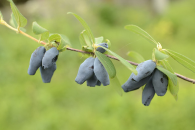 Lonicera caerulea-vrucht-201008-1