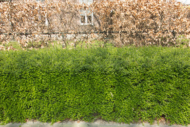 Lonicera nitida 'Elegant' hedge 2