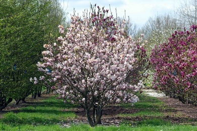 Magnolia x soulangeana 250-300-HM-130428-14